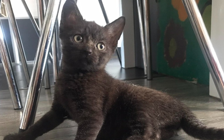 Zbiórka Na karmę i żwirek - wrzesień - zdjęcie główne