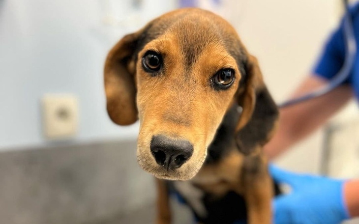 Zbiórka Zbiórka na operację Kajtka - zdjęcie główne