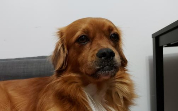 Zbiórka na mojego psiaka - zdjęcie główne