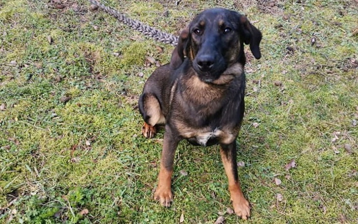 Zbiórka Pomoc dla szczeniaka Jany - zdjęcie główne