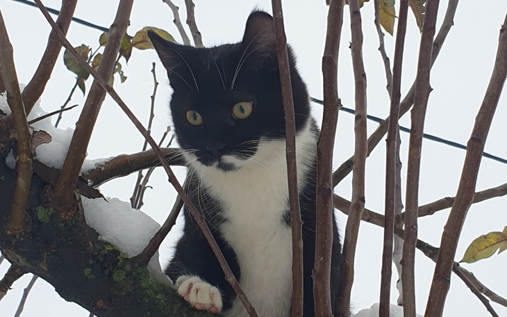 Kot siedzący na gałęzi w zimowej scenerii.