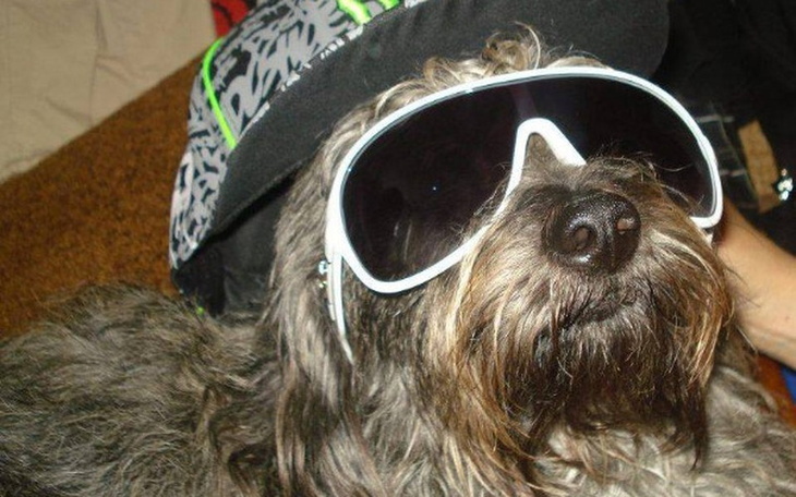 Zbiórka Vigo prosi o pomoc w leczeniu - zdjęcie główne