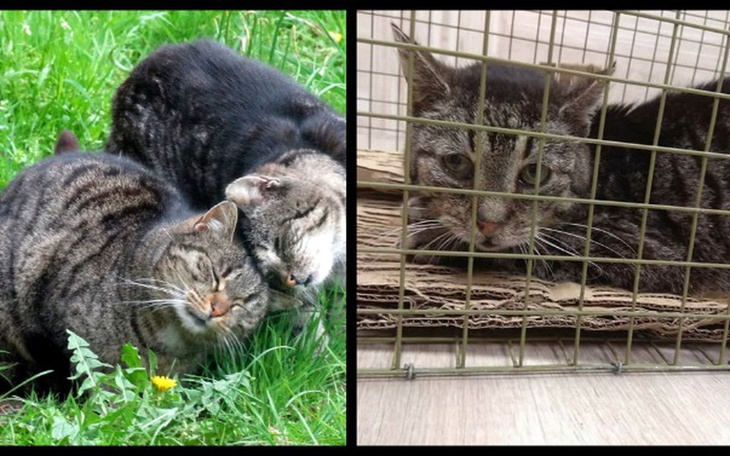 Zbiórka Prosimy o pomoc dla Sułtana. - zdjęcie główne