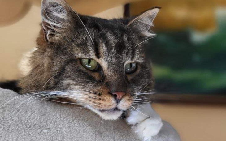 Kot z długim futrem, odpoczywający na poduszce.