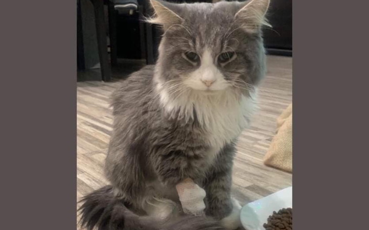 Zbiórka nadziejadlaCosmo - zdjęcie główne