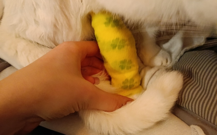 Zbiórka Na kremację i leczenie kotki - zdjęcie główne