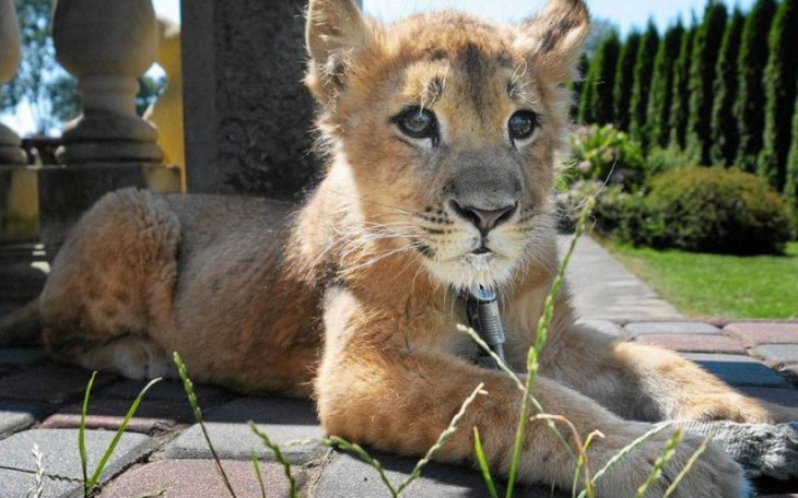 Zbiórka Zbieram na lwa - zdjęcie główne