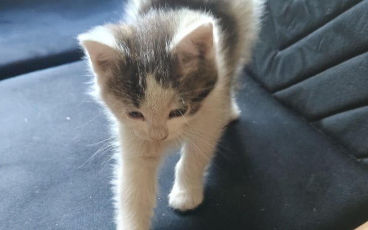 Zbiórka Porzucone kotki - zdjęcie główne