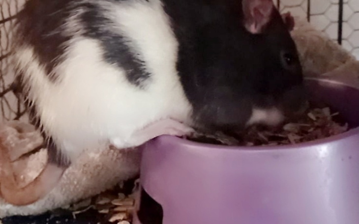 Zbiórka Sterylizacja szczurów - zdjęcie główne