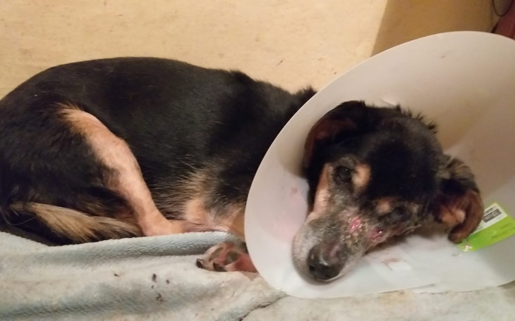 Zbiórka Leczenie Bambiego - zdjęcie główne