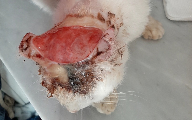 Zbiórka Operacja i leczenie Hero - zdjęcie główne