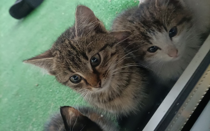 Zbiórka Zabieramy na podrzucone kotki - zdjęcie główne