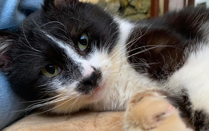 Zbiórka Leczenie Cytruska - zdjęcie główne