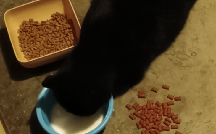 Zbiórka Pomoc w ratowaniu mniejszych - zdjęcie główne