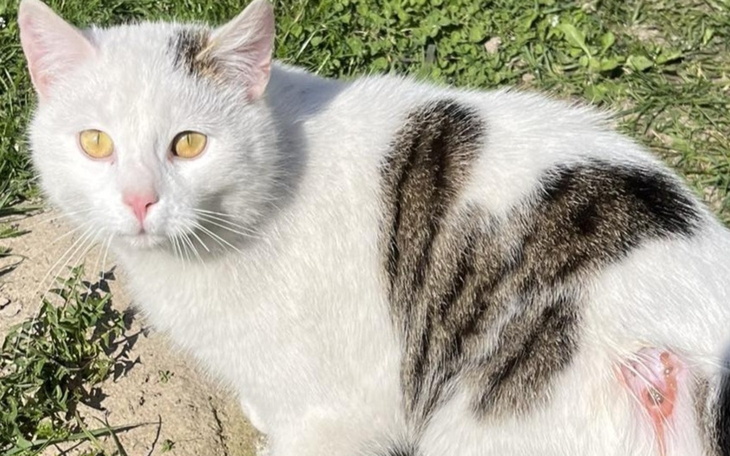 Biały kot z plamkami na grzbiecie, siedzący na trawie.