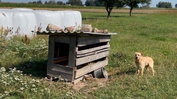 Zbiórka Ratujemy polny eksponat - miniaturka zdjęcia