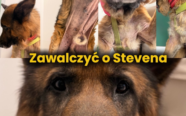 Pies walczy o lepsze życie, zbliżenie na jego twarz.