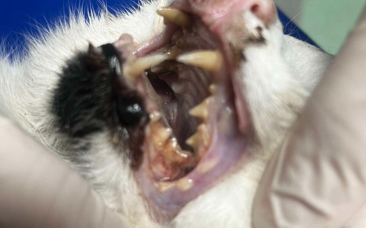 Zęby kota z widocznymi problemami zdrowotnymi.