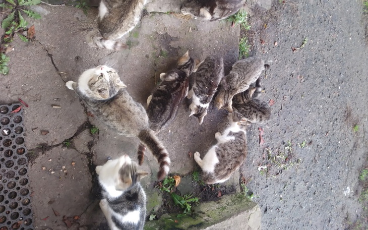 Zbiórka 11 kotkow utrzymac pomoc w utrzy - zdjęcie główne