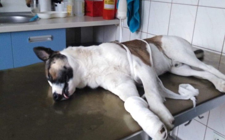 Zbiórka Zbiórka na operacje dla psiaka - zdjęcie główne