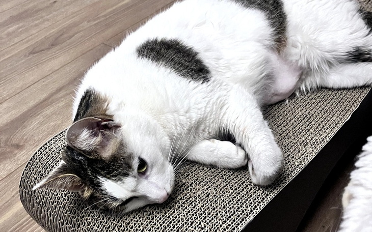 Zbiórka Simba choruje na śmiertelny FIP - zdjęcie główne