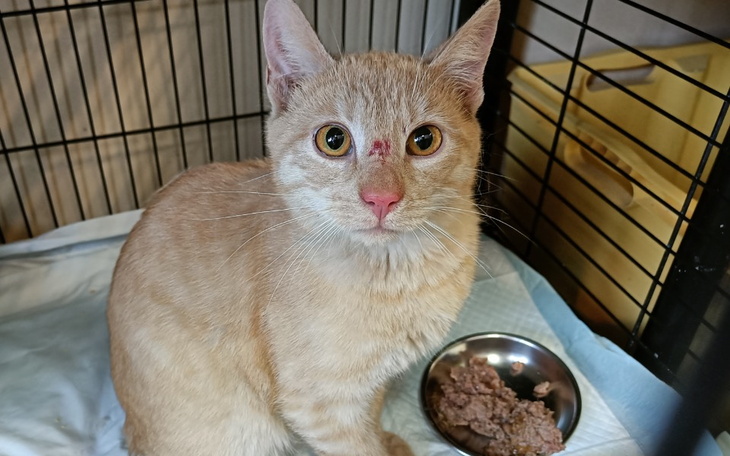 Zbiórka Biszkopt - zdjęcie główne