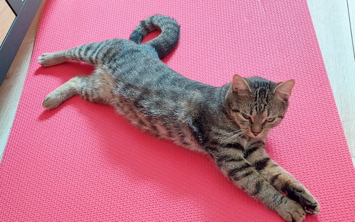 Zbiórka Naprawiamy łapkę Henio - zdjęcie główne