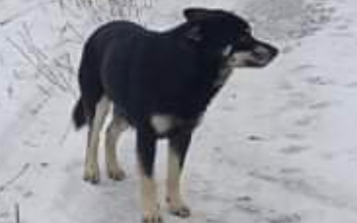 Zbiórka ODŁOWIENIE LEŚNIKA przez JAMORA - zdjęcie główne