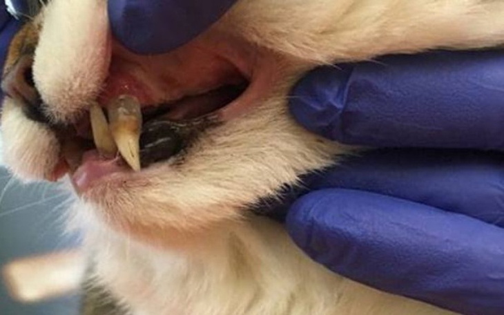 Zbiórka Zmarła pani - bardzo chore zęby - zdjęcie główne