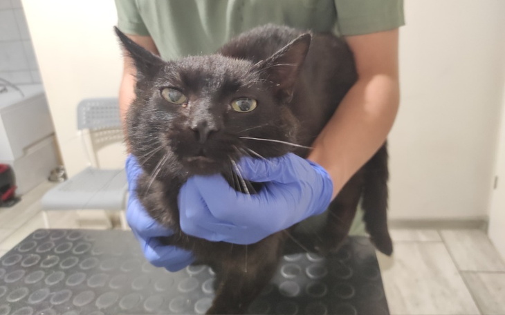 Zbiórka Walka o oko Vibo - zdjęcie główne