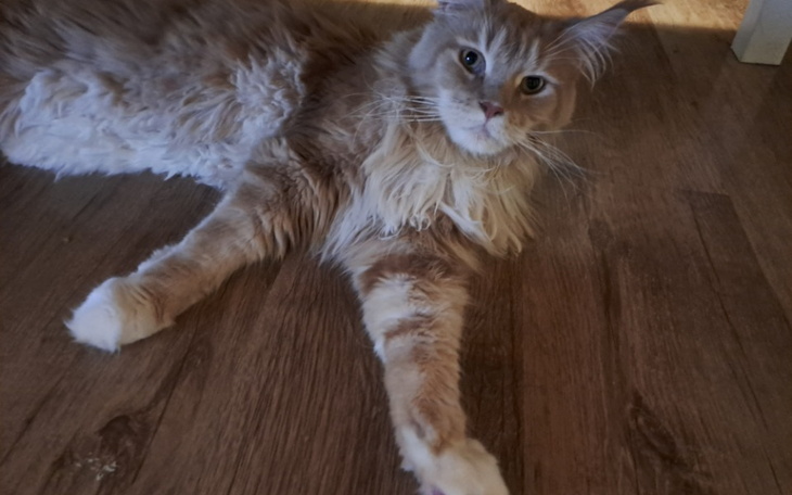 Zbiórka Operacja diomedesa - zdjęcie główne