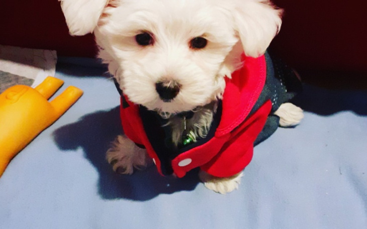 Zbiórka Pomoc dla pieska maltańczyk Koch - zdjęcie główne