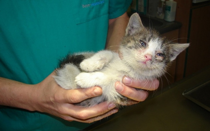 Zbiórka Leczenie+sterylizacja kotów bezd - zdjęcie główne