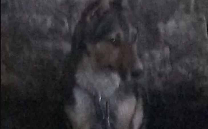 Zbiórka Sunia wyrzucona z domu. S.O.S. ! - zdjęcie główne