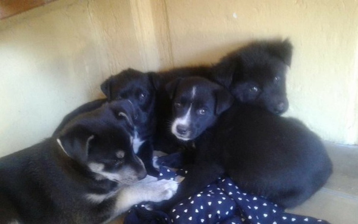 Zbiórka Wyrzucone w worku pod Caritasem - zdjęcie główne