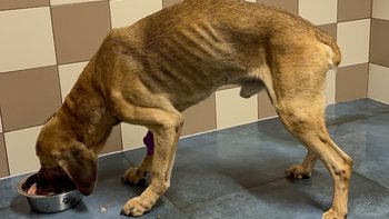 Zbiórka Ważymy zagłodzone psy - miniaturka zdjęcia