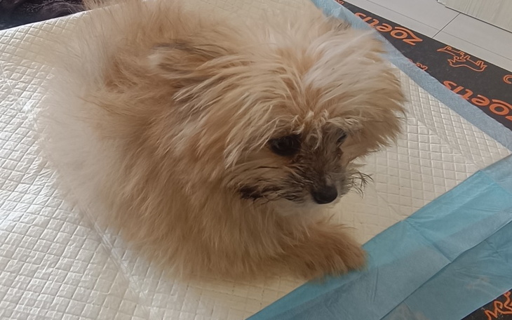 Zbiórka Leczenie i Operacja Layly - zdjęcie główne