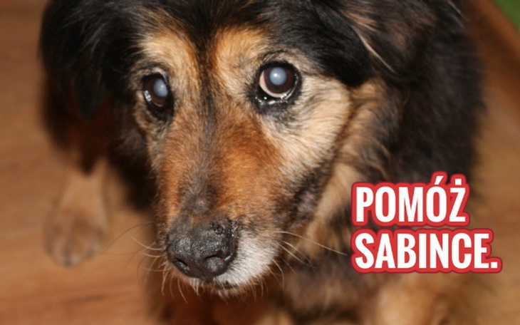 Zbiórka Staruszka Sabinka. - zdjęcie główne