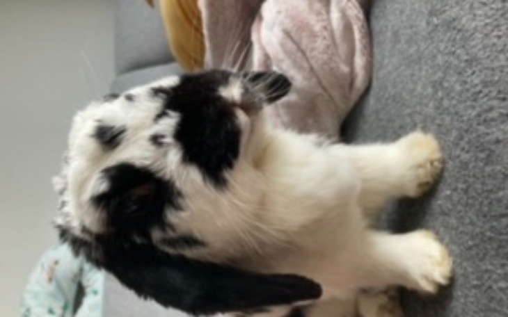 Zbiórka Uszka Molinezji - zdjęcie główne