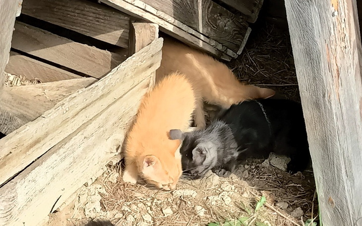 Zbiórka Porzucona mama i maluchy - zdjęcie główne