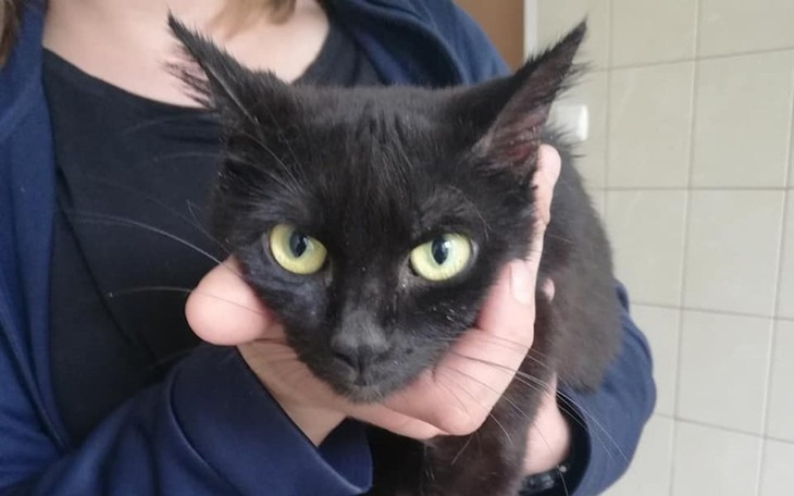 Zbiórka Bagira - białaczkowa bieda - zdjęcie główne