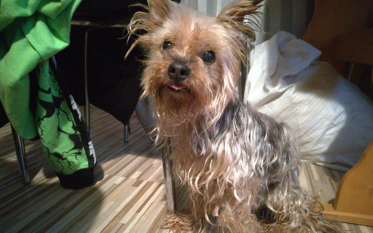 Mały piesek rasy Yorkshire Terrier w domowym otoczeniu.