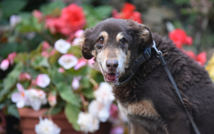 Starszy pies wśród kolorowych kwiatów w ogrodzie.