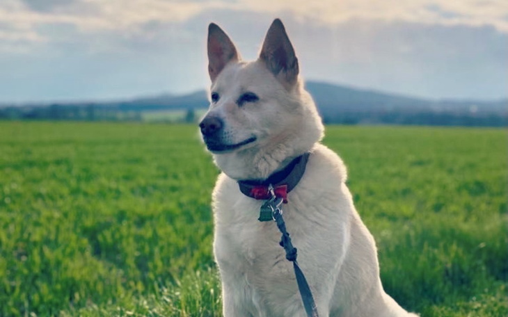 Zbiórka Pomoc dla Hatchi - zdjęcie główne