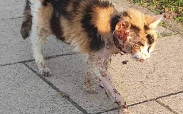 Zbiórka Koty z Gartz - zdjęcie główne