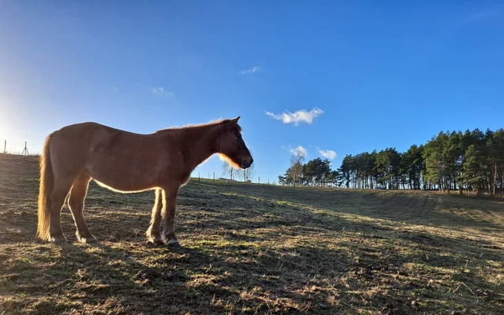 Zbiórka akcesoria do konia - zdjęcie główne