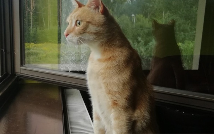 Zbiórka Porzucony 7 letni kocur - zdjęcie główne