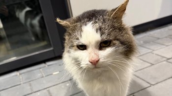 Zbiórka Na lepsze jutro bezdomnych istot - miniaturka zdjęcia