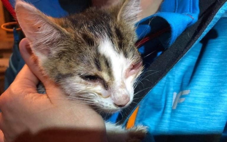 Zbiórka Maluchy z lasu - zdjęcie główne