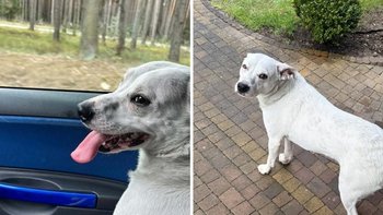 Zbiórka Kastracja znalezionego w lesie - miniaturka zdjęcia